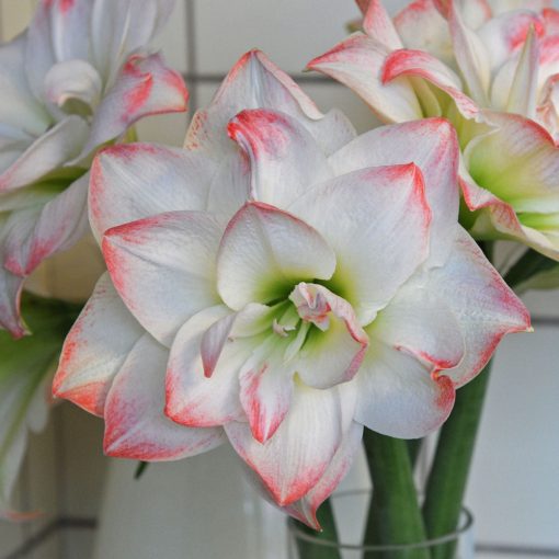 Hippeastrum Amadeus Candy - Amarillisz