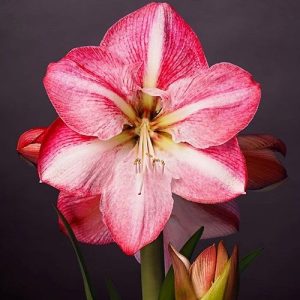 Amarillisz - Hippeastrum Blossom Grandise