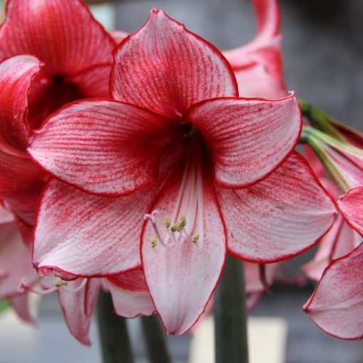 Hippeastrum Charisma - Amarillisz