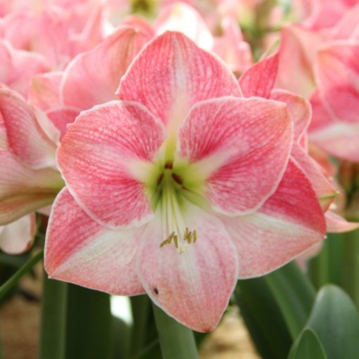 Hippeastrum Cherry Bloss - Amarillisz