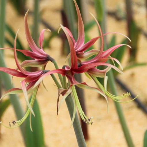 Hippeastrum Chico - Amarillisz