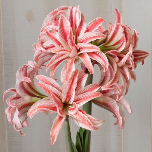 Hippeastrum Doublet - Amarillisz