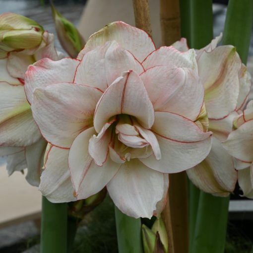 Hippeastrum Elvas - Amarillisz