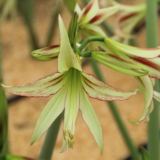 Hippeastrum Emerald (28/+) - Amarillisz