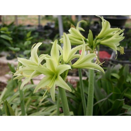 Hippeastrum Evergreen - Amarillisz