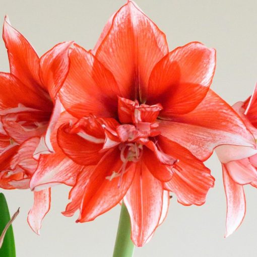 Hippeastrum Flamed Amadeus - Amarillisz