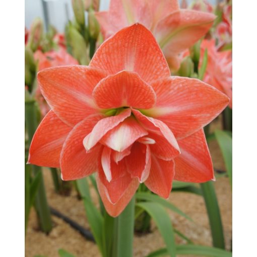 Hippeastrum Flamingo Amadeus - Amarillisz