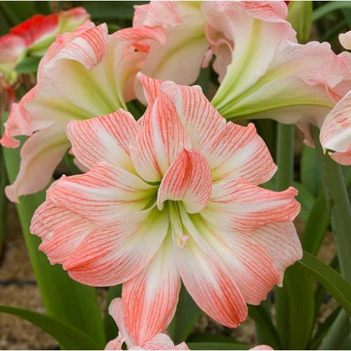 Hippeastrum Giant Amadeus - Amarillisz