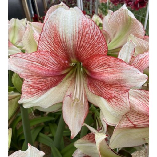 Hippeastrum Grandise Fantasy - Amarillisz