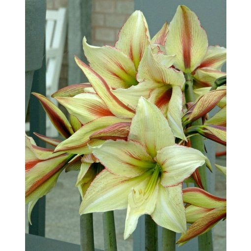 Hippeastrum Green Magic - Amarillisz