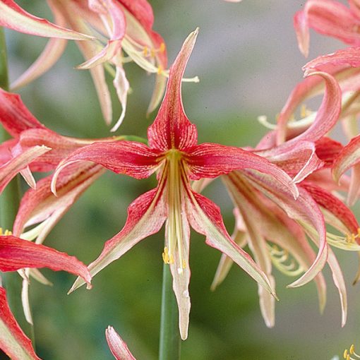 Hippeastrum La Paz - Amarillisz