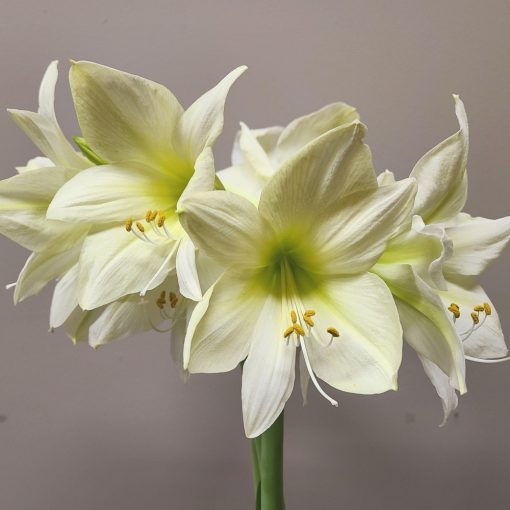 Hippeastrum Lemon Star - Amarillisz