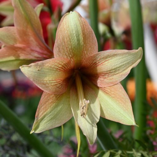 Hippeastrum Mocca - Amarillisz