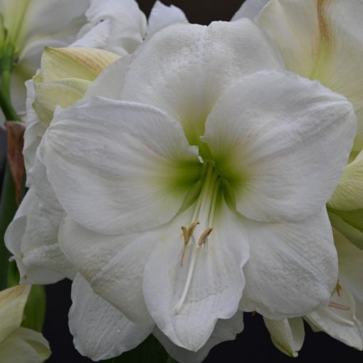 Hippeastrum Moscow - Amarillisz