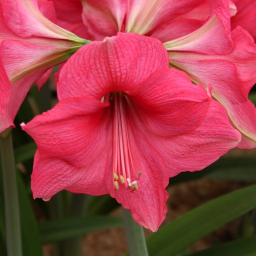 Hippeastrum Pink Surprise - Amarillisz