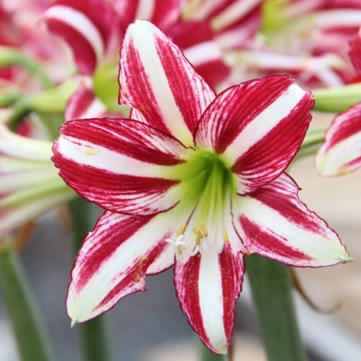 Hippeastrum Santiago - Amarillisz