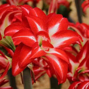 Hippeastrum Splash - Amarillisz