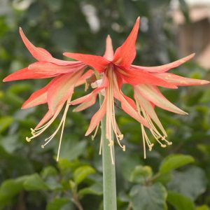 Hippeastrum Sumatra - Amarillisz