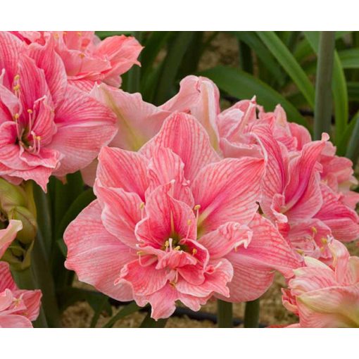 Hippeastrum Sweet Nymph - Amarillisz