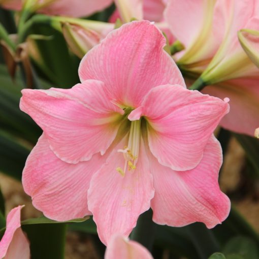 Hippeastrum Sweet Star - Amarillisz