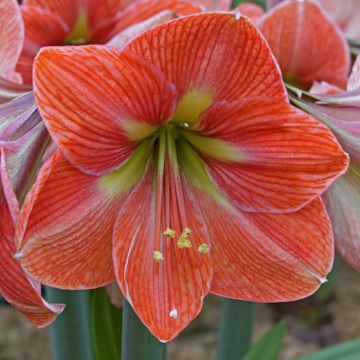 Hippeastrum Terra Cotta Star (28/+) - Amarillisz