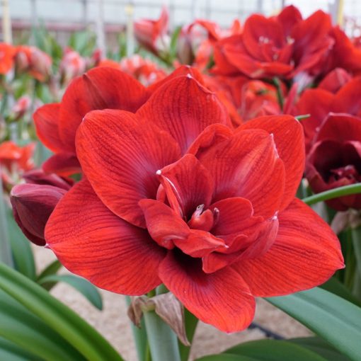 Hippeastrum Velvet Nymph - Amarillisz