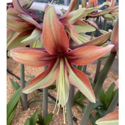 Hippeastrum Wild Amazone - Amarillisz