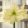 Hippeastrum Yellow Star - Amarillisz