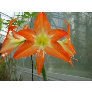 Hippeastrum blossfeldiae (8/+) - Amarillisz