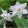 Eucharis grandiflora