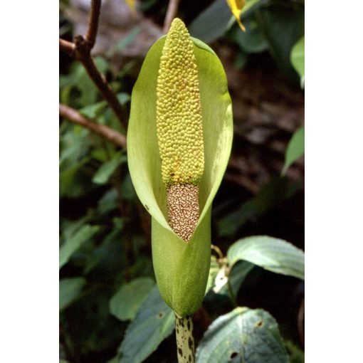 Amorphophallus nepalensis (I.) - Óriás kontyvirág