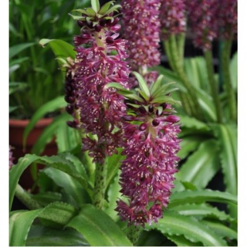 Eucomis Tiki (10/+) - Ananászliliom