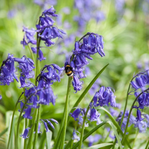 Hyacinthoides non-scripta - Angol kékcsengő