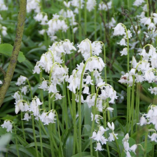 Hyacinthoides non-scripta Alba - Angol kékcsengő