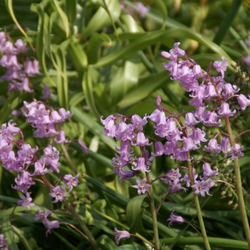 Hyacinthoides non-scripta Rosea - Angol kékcsengő