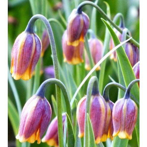 Fritillaria uva-vulpis - Asszír kockásliliom