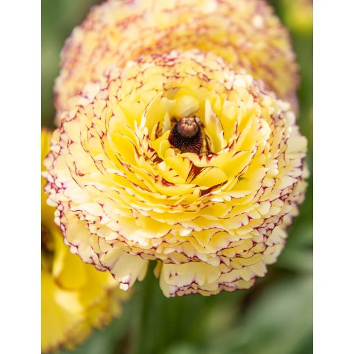 Ranunculus asiaticus Elegance Striato Giallo - Ázsiai boglárka