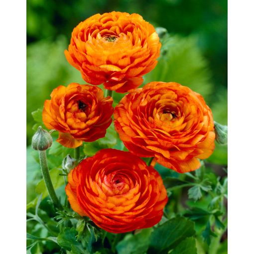 Ranunculus asiaticus Orange (6/+) - Ázsiai boglárka