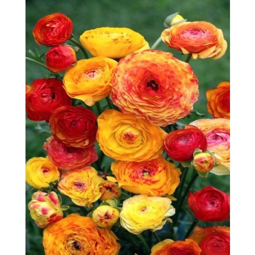 Ranunculus asiaticus Picotee Orange - Ázsiai boglárka (6/+)