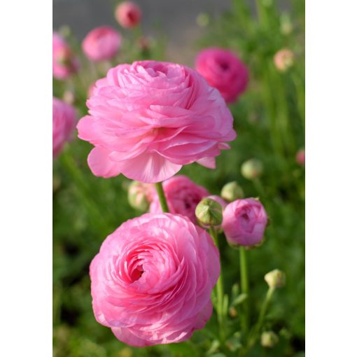 Ranunculus asiaticus Pink - Ázsiai boglárka (6/+)