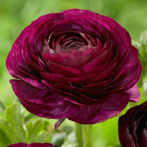 Ranunculus asiaticus Purple - Ázsiai boglárka