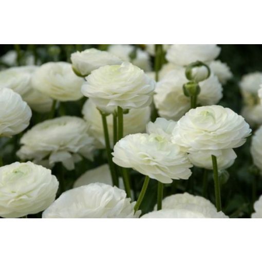 Ranunculus asiaticus White - Ázsiai boglárka (6/+)