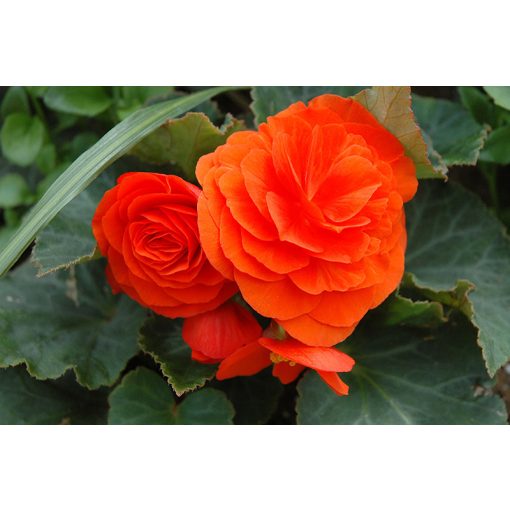 Begonia non-stop Orange (5/+) - Folytonvirágzó begónia