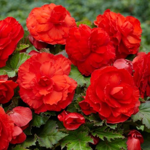 Begonia superba Red (5/+) - Gumós begónia