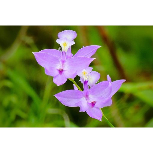 Calopogon tuberosus (p7*7)