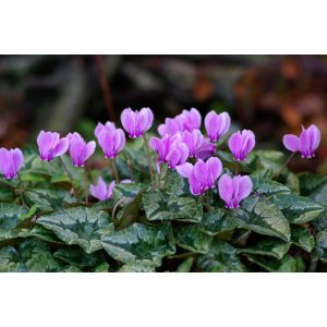   Cyclamen hederifolium (syn. Cyclamen neapolitan) - Télálló ciklámen(10/+)