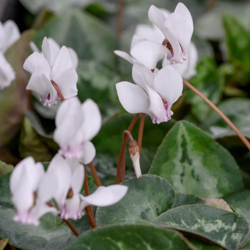 Cyclamen hederifolium var albiflorum