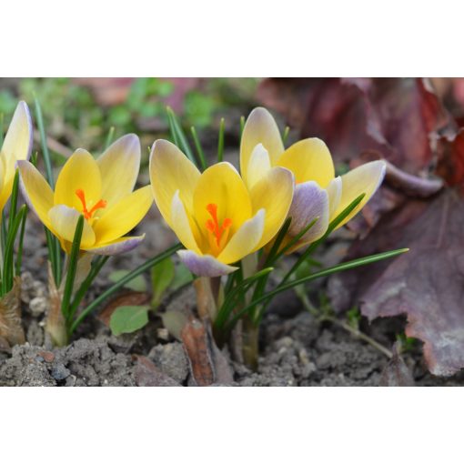 Crocus chrysanthus Advance - Krókusz