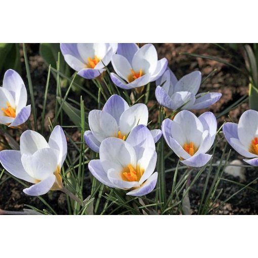 Crocus chrysanthus Blue Bird - Krókusz