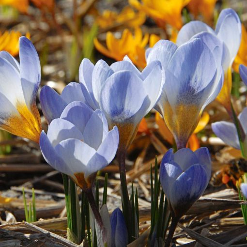 Crocus chrysanthus Blue Pearl - Krókusz